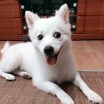 <b>보리</b>랑같이휴가를가려해요