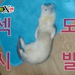 [페럿텐더] 텐더 짤로 다시 돌아왔어요