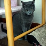 심통난 냥이~~나오미~!