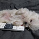 [우리집<b>강지</b>] 사진폭팔)내눈엔 너무이쁜 봉식