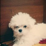 [도와주세요] 4개월된 말티즈 찾습니다