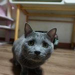 냥이들 투<b>슬리스</b> 버전을 하려고 했으나~