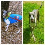 (찾았습니다!) 그레이하운드를 찾아주세요 ㅠㅠ