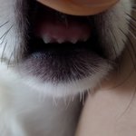 [왕귀<b>비비</b>] 귀여운 동영상
