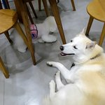 [허스키심바] 심바의 산책일기 -병원 <b>놀러</b>다니는 심바-