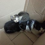 [춘식이] [사진첩<b>st</b>] 새 삶이 시작됐냥. 길냥이라능~*