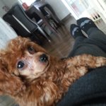 <b>망고</b>를 소개합니다