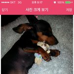 사람처럼 자는 귀요미 ㅎ