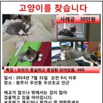 [도와주세요] 고양이를 찾습니다. (<b>원주시</b> 우산동)