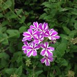 신천지 서적, 유인구 장로님께 <b>은혜</b>가 술~술