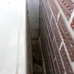 [춘식이] [사진첩<b>st</b>] 역시 대세는 개판 새식구 개똥이왔월 :)