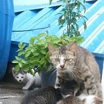[도와주세요] <b>옥상</b> 지붕밑 냥이