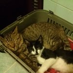 [고양이] (영등포 양평동) <b>턱시도</b> 남아의 가족이 되어주세요