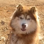 [도와주세요] (김포)말라뮤트 찾습니다.