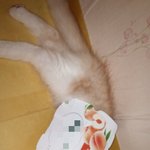 [라일락] 초<b>미묘</b> 노르웨이숲 라일락!!!!