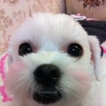 [몽실몽실] 우리집 개님 <b>몽실이</b>를 소개합니다