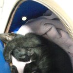 [기네스] 전직 바텐더의 고양이 이름은 기네스 <b>라지</b>요