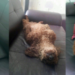 [EXO] <b>이</b> <b>강아지</b> 모르면 뉴비