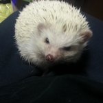 [흥힝킁] 고슴도치가 궁금한 당신을 위한 현실적 q&amp;a