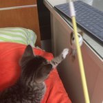 [랑이] 귀염둥이 랑이를 소개합니당