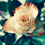 신천지 서적에 유재열 장로님께 <b>은혜</b>가 술~술