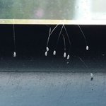 대전   용운동   연광사에  우담<b>바라</b>가 피었어요