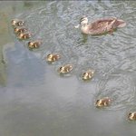 [쿠울] 신에게는 아직 배 열 <b>척이</b> 남아있습니다