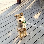 강아지 좀 살려주세요 ㅠㅠ