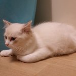 [고양이] 우리 <b>미묘</b> 비비를 소개해용  (어여쁜 랙돌 비비왕자)