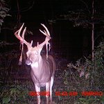 사슴들의 <b>은밀</b>한 사생활