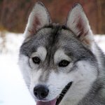 [훈이랑냥멍] 막둥이 동생 훈군과 냥이 멍이들 이야기 - '운명'이라...