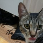 후기)) 정말 키울 수 <b>밖</b>에 없도록 만든 <b>순</b>돌이와의 인연.