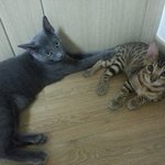 [러시안블루] <b>포포</b>와 온달이가 돌아왔어요