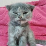 [고양이쵸야] 쵸야에요아아아앙아아아아