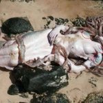 [땡감닷컴] 호주 배리어 <b>리프</b>에서 발견된 인어