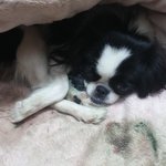 제페니즈친 출산 그리고 그 후