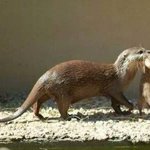 [해적닷컴] <b>수달</b>의 새끼 옮기는 방법