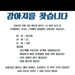 경남 <b>진해</b> 풍호동 강아지 찾습니다 꼭 좀 봐주세요ㅠㅠ