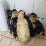 [춘식이] [사진첩<b>st</b>] 내 너희들을 거두오리다. 하핳ㅎㅎㅎ