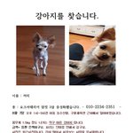 [분실신고] 꺼미를 찾아주세요 !!