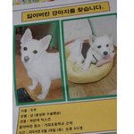 [유기견] 인천 가좌동 잃어버린 강아지 좀 봐주세요ㅠㅠ