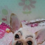 <b>깍쟁이</b> 멍뭉이 송이의 왁자지껄 하루!