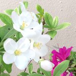 신천지 술, 성경의 비밀이 술~술