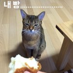 [<b>김말</b>이] 내빵..........(아비시니안 <b>김말</b>이)