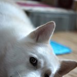 [허스키심바] 인터넷 문제로 글을 못올리겠어요.ㅠㅠ