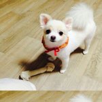 [EXO] 뜬금포지만 <b>이</b> <b>강아지</b> 존나귀여워ㅠㅠ