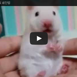 [공미니] 생쥐의 <b>세안</b>법