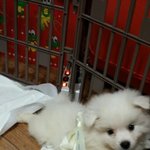 밍이의 <b>분노</b>