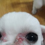 저희 강아지들 미용후.. 상태좀봐주세요