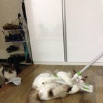 [탑과라떼] 렉돌냥 라떼의 식탐 먹방
